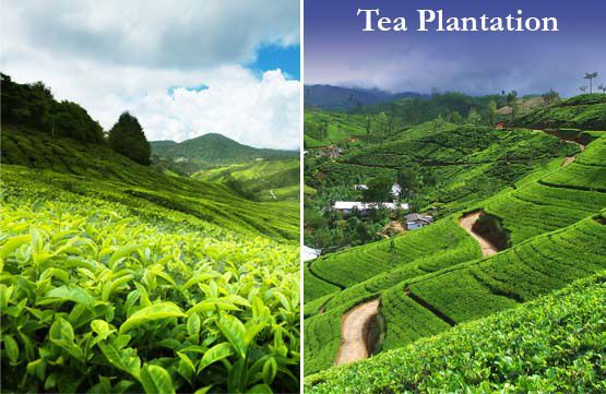 TEA-PLANTATION_Vacasia Lanka_afz_aqil