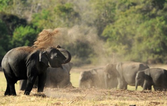 Vacasialanka_Sri Lanka (2)_afz_aqil